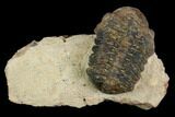 Bargain, Reedops Trilobite - Foum Zguid, Morocco #119972-1